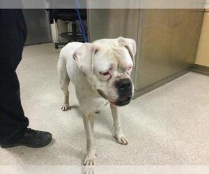 Boxer-Unknown Mix Dogs for adoption in Riverside, CA, USA