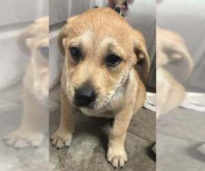 Labrador Retriever-Unknown Mix Dogs for adoption in Evansville, IN, USA