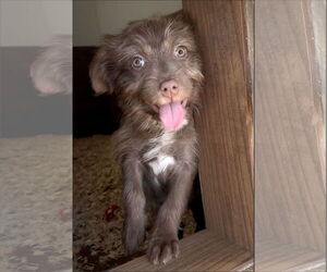 Australian Terrier-Unknown Mix Dogs for adoption in Green Forest, AR, USA