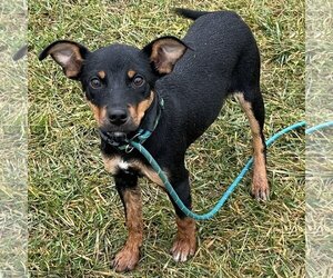 American Rat Pinscher Dogs for adoption in Batavia, OH, USA