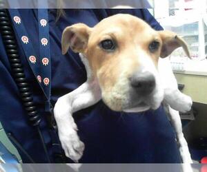 American Pit Bull Terrier Dogs for adoption in Tulsa, OK, USA