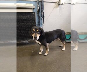 Beauceron Dogs for adoption in Camarillo, CA, USA