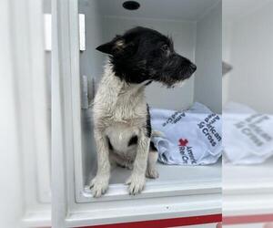 Miniature Schnauzer-Unknown Mix Dogs for adoption in Houston, TX, USA
