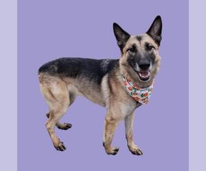 German Shepherd Dog Dogs for adoption in Bakersfield, CA, USA