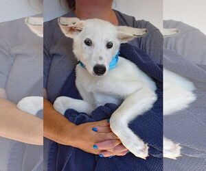 Huskies -Unknown Mix Dogs for adoption in McKinney, TX, USA