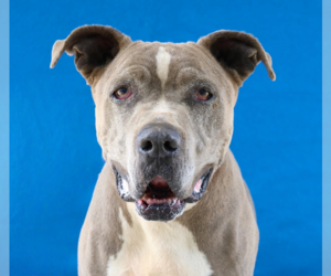 American Pit Bull Terrier Dogs for adoption in Pasadena, CA, USA