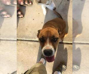 Mutt Dogs for adoption in Midland, TX, USA