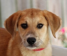 Medium Photo #1 Golden Labrador Puppy For Sale in Yardley, PA, USA