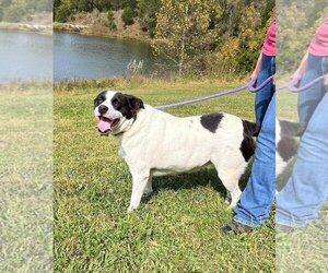 Border Collie-Unknown Mix Dogs for adoption in Ripley, WV, USA