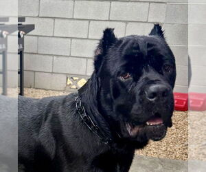 Mutt Dogs for adoption in Goodyear, AZ, USA