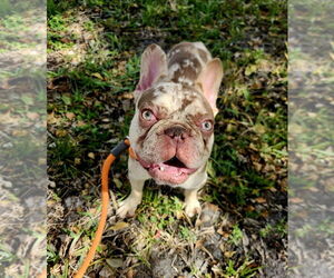 French Bulldog Dogs for adoption in Oakland Park , FL, USA