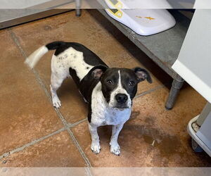 Mutt Dogs for adoption in Bolivar, MO, USA