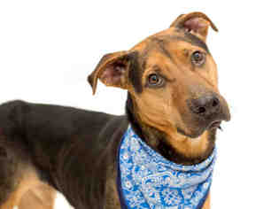 Labrador Retriever-Unknown Mix Dogs for adoption in Orlando, FL, USA
