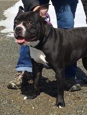American Staffordshire Terrier Dogs for adoption in Orleans, VT, USA