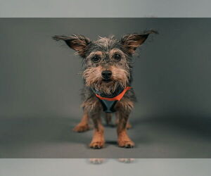Mutt Dogs for adoption in Princeton, MN, USA