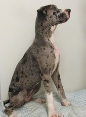 Great Dane Dogs for adoption in Conroe, TX, USA