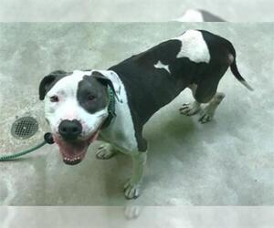 American Bulldog Dogs for adoption in Green Cove Springs, FL, USA