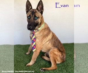 German Shepherd Dog-Unknown Mix Dogs for adoption in San Diego, CA, USA