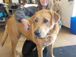 Golden Labrador Dogs for adoption in Temple, TX, USA