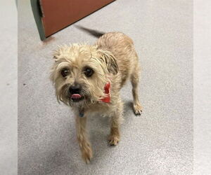 Mutt Dogs for adoption in Rancho Cucamonga, CA, USA