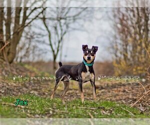 Miniature Pinscher Dogs for adoption in Mt Carmel, PA, USA
