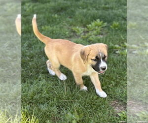 American Pit Bull Terrier-Unknown Mix Dogs for adoption in Brewster, NY, USA