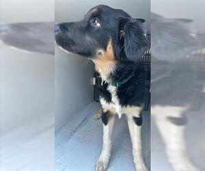 Bernese Mountain Dog-Unknown Mix Dogs for adoption in Houston, TX, USA