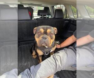 American Bulldog Dogs for adoption in Stockton, CA, USA