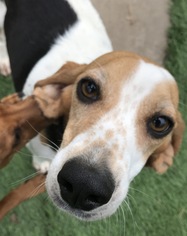 Beagle Dogs for adoption in Holden, MO, USA