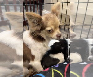 Chihuahua Dogs for adoption in Tarrytown, GA, USA