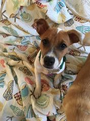 Small Boxer-Jack Russell Terrier Mix