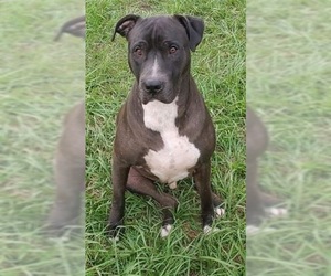 Bullboxer Pit Dogs for adoption in Tampa, FL, USA