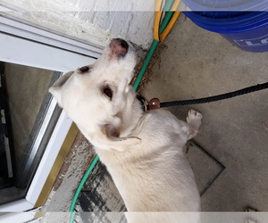 Medium Photo #1 Labrador Retriever-Unknown Mix Puppy For Sale in Harrisburg, PA, USA