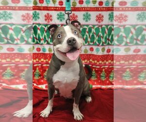 American Pit Bull Terrier Dogs for adoption in Jackson , NJ, USA