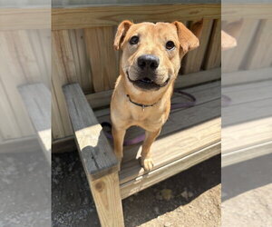 Medium Photo #3 Mutt Puppy For Sale in Elmsford, NY, USA