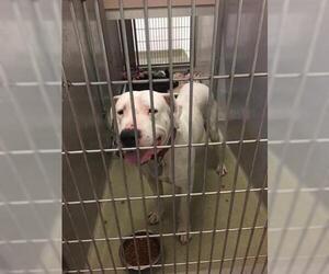 Dogo Argentino Dogs for adoption in Rancho Cucamonga, CA, USA