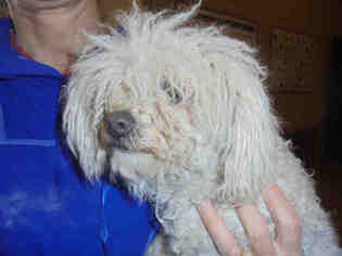 Poodle (Toy) Dogs for adoption in Upland, CA, USA