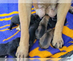 Mastiff Dogs for adoption in San Bernardino, CA, USA