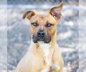 American Pit Bull Terrier Dogs for adoption in Camarillo, CA, USA