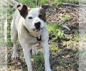 American Staffordshire Terrier-Unknown Mix Dogs for adoption in San Antonio, TX, USA
