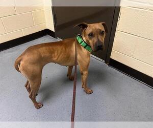 Chinese Shar-Pei-Whippet Mix Dogs for adoption in Denver, CO, USA
