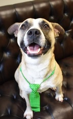 Boxador Dogs for adoption in Canton, CT, USA