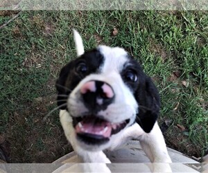Medium Photo #1 Border Collie-Dachshund Mix Puppy For Sale in Benton, AR, USA