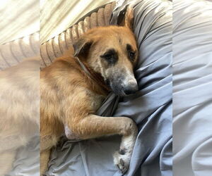 Anatolian Shepherd-Labrador Retriever Mix Dogs for adoption in Brewster, NY, USA