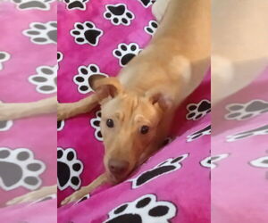 Chihuahua-Unknown Mix Dogs for adoption in San Diego, CA, USA