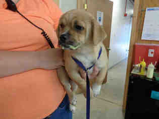 Puggle Dogs for adoption in Gainesville, FL, USA