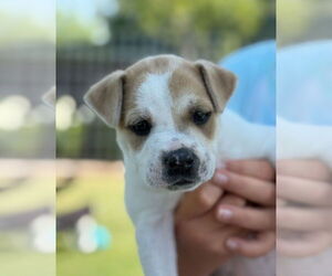 Labrador Retriever-Unknown Mix Dogs for adoption in Dana Point, CA, USA