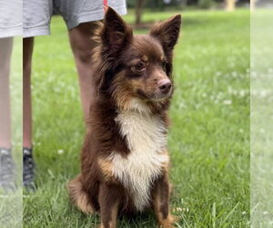 Papillon Dogs for adoption in Yardley, PA, USA
