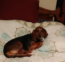 Beagle-Unknown Mix Dogs for adoption in Rincon, GA, USA