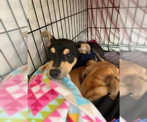 American Rat Pinscher Dogs for adoption in The Woodlands, TX, USA